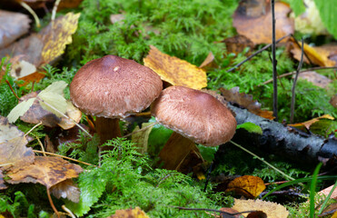 Scaly knight, Tricholoma vaccinum growing among moss
