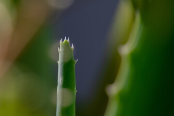 aloe vera close up