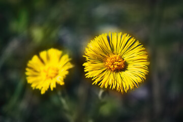 Beautiful yellow flower of Tussilago farfaraon a blurred natural background.