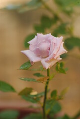 Beautiful pink rose in the garden,