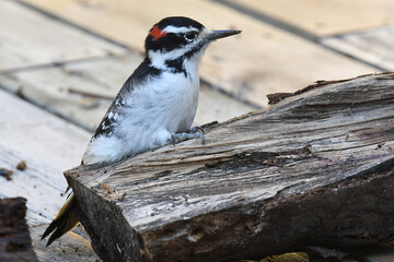 Hairy Woodpecker standing on a wood lug