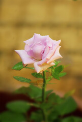 Fototapeta na wymiar Beautiful pink rose in the garden,