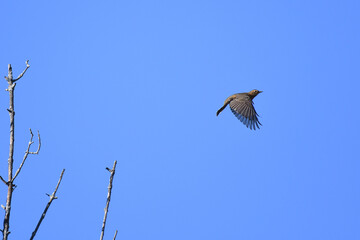 American Robin iflying under a blue sky