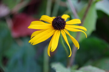 Black-eyed susan