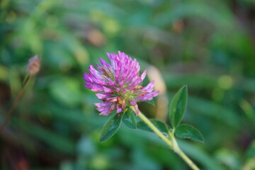Fototapeta premium Simple red clover