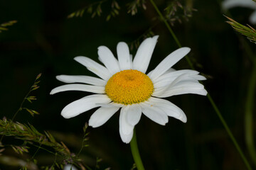 Fototapeta premium Single blossom with white petals and a yellow center over a dark background