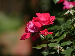 Side view of small red roses in a garden, soft blurry background