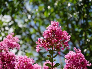 Obraz premium Clusters of bibrant pink cape myrtle flowers surrounded by soft bokeh