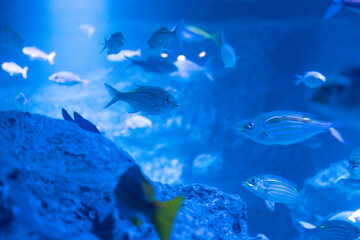 Fototapeta premium 魚の群れ