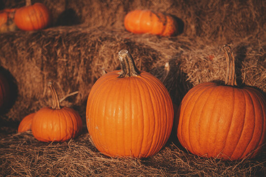 fall day in Florida at a pumpkin patch at a farm picking pumpkins 