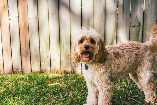 Cavoodle Portrait