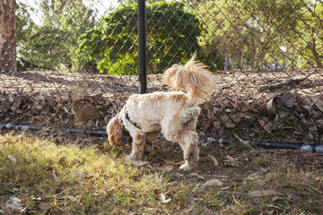 cavoodle sniffing