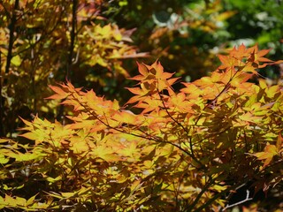 Colorful leaves of trees in autum