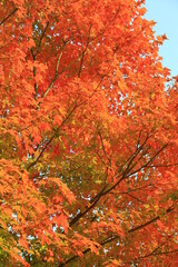 Wilderness of autumn trees