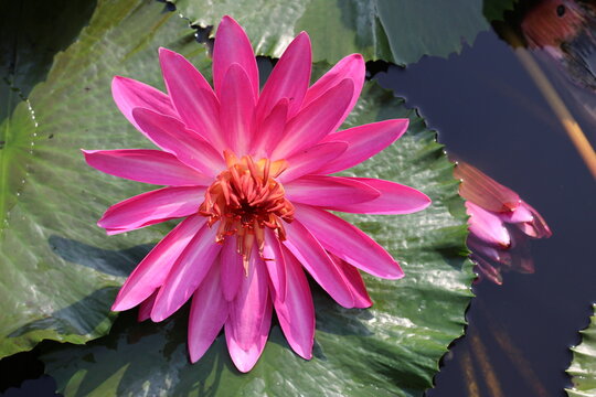Picture of Water Lilies 