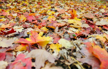 Beautiful colorful maple leaves fallen on the ground in the forest - Fall of 2020