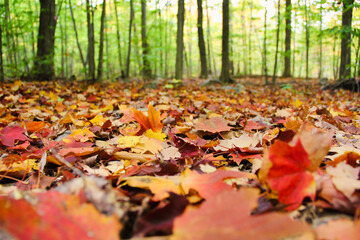 Beautiful colorful maple leaves fallen on the ground in the forest - Fall of 2020