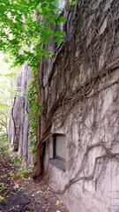 Tree root growing along and covered the exterior wall of a building.