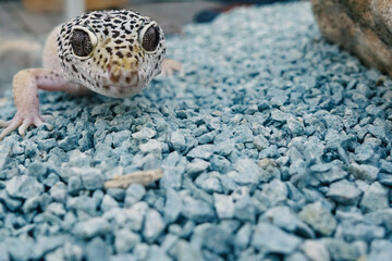 Cute leopard gecko on blue gravel in terrarium
