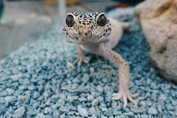 Cute leopard gecko on blue gravel in terrarium