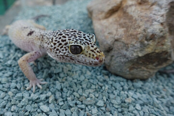 Cute leopard gecko on blue gravel in terrarium