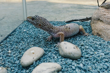 Cute leopard gecko on blue gravel in terrarium