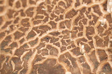 Top of mushroom macro texture cracks and valleys