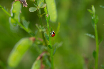 Red ladybug climbing a stalk on a green foliage background