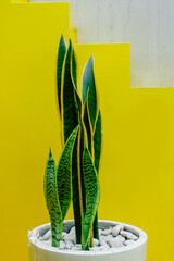 Creative composition of Sansevieria trifasciata succulent (Snake Plant, Viper's Bowstring Hemp, Mother-in-Law's Tongue) with copy space on pastel yellow background. Minimalist geometric concept 
