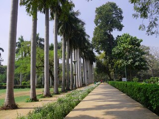 Obraz premium Row of tall palm trees along a walkway at the Lodhi Gardens, one of the famous parks in New Delhi.