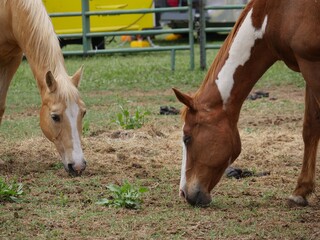 Naklejka na ściany i meble Close up of two horses grazing at a farm exhibit