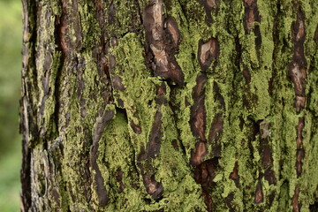 bark of tree