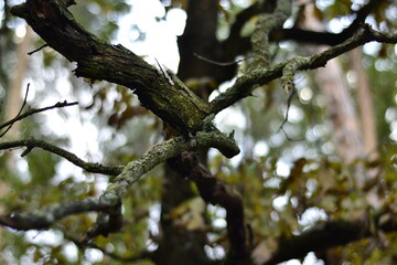 tree in the forest