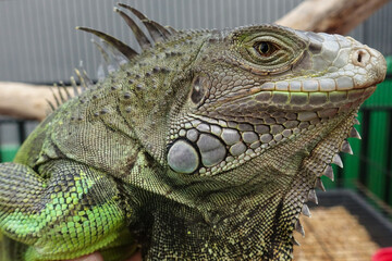 Close-up of Green Iguana. Green Iguana Reptile Portrait Closeup
