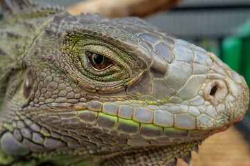 Close-up of Green Iguana. Green Iguana Reptile Portrait Closeup