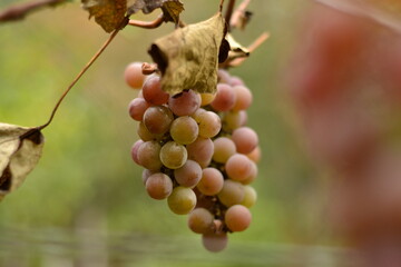 red grapes on vine