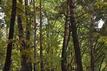 trees in the forest