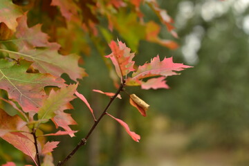 maple leaves in autumn
