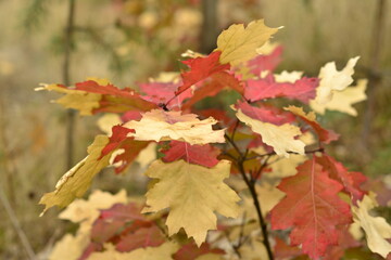 autumn leaves background