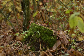 moss on a tree