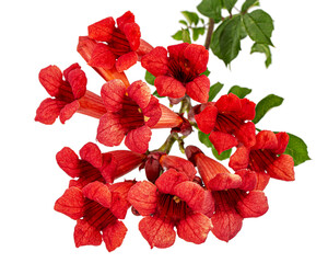 Red flowers of Campsis, radicans grandiflora (trumpet creeper vine) climbing blooming liana plant,...