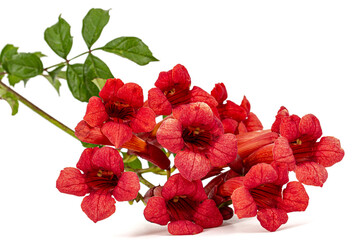 Red flowers of Campsis, radicans grandiflora (trumpet creeper vine) climbing blooming liana plant,...
