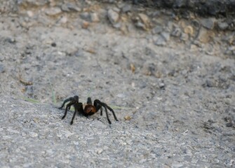 Huge tarantula on the side of a road