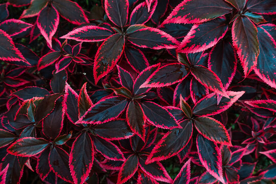 beautiful red leaves, Copperleaf plant (Acalypha amentacea wilkesiana), nature background