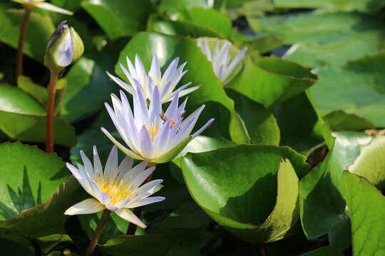 Picture of Water Lilies 