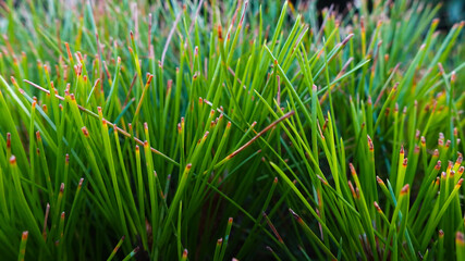 Close-up of beautiful pine cones leaves branch, Pinus densiflora Umbraculifera in spring garden. Nature concept for design. Selective focus