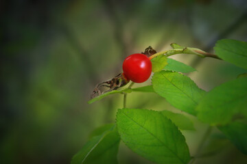 Bright red dog rose hip on a branch close-up. Wild rosehips in nature.