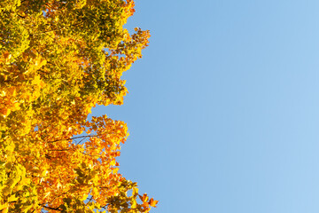Autumnal view of yellow leaves with blue sky