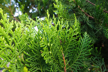detail of fresh green pine leaves , Oriental Arborvitae, Thuja orientalis or Chamaecyparis...
