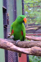 Parrot on a branch